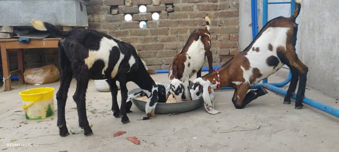 Nagra ambartasri breed 2 pathyn 1 patha for sale