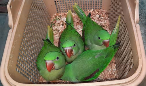 Raw Parrot Chicks for sale, Confirmed Pair