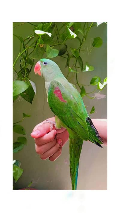 pahari age 4 month handtame