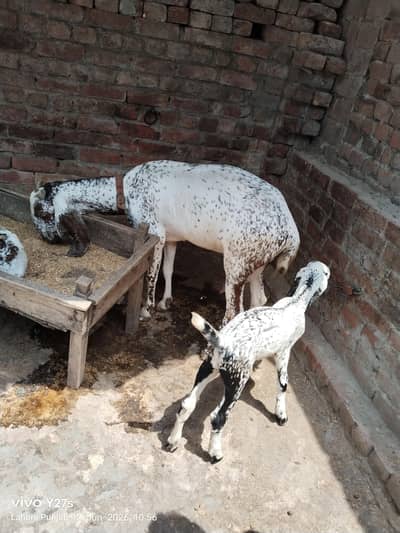 Famle goat with one kid