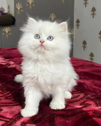 (Persian female kitten) (for sale all) (Pakistan delivery available)