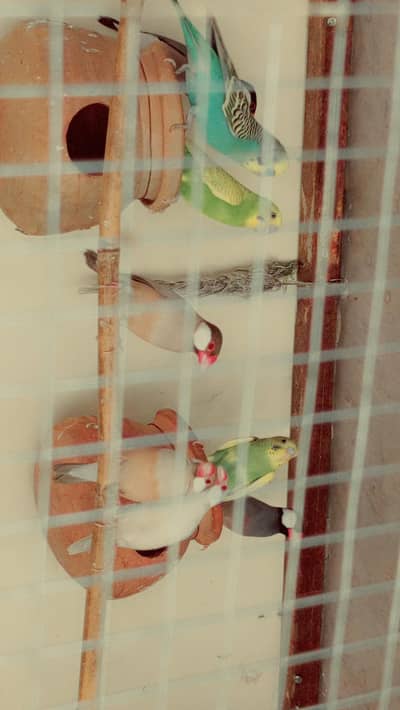 Fawn java finches and diamond dove