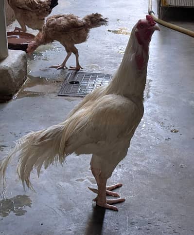 Aseel hen and rooster