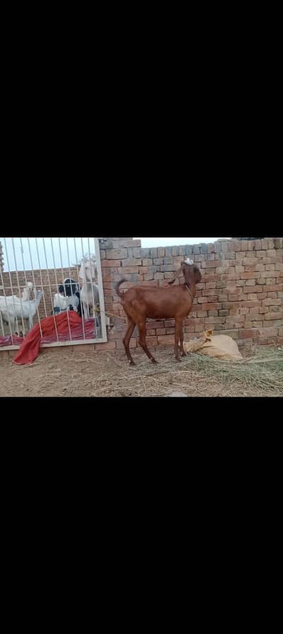 2 Beautiful Goats