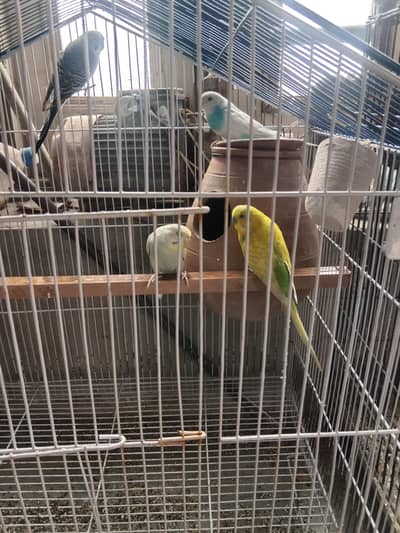 Australian parrot