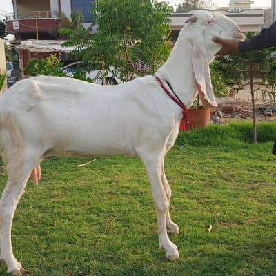 gulabi bakri