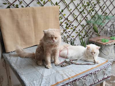 Persian double cooting hair Pair of cat for sale.