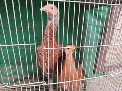 Aseel Hen with chick