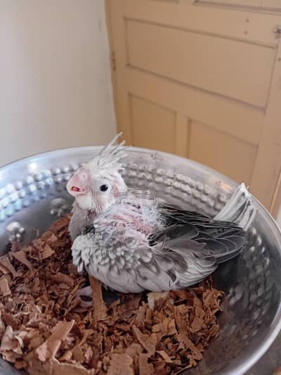 cockatiel