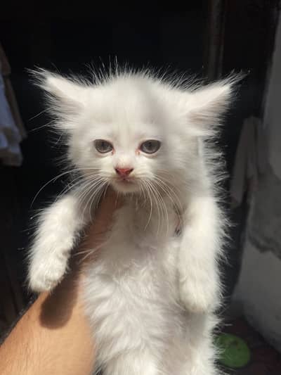 Persian Cat /Kitten Triple Coated Punch Face