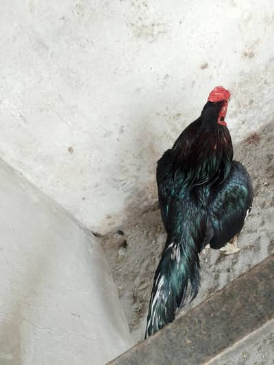 zero size aseel for sale 03287785524