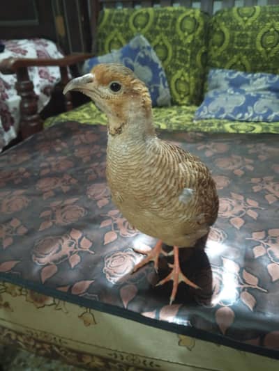 Young Tamed Male Teetar for Sale