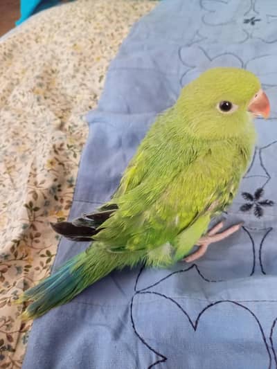 healthy active ringneck chick