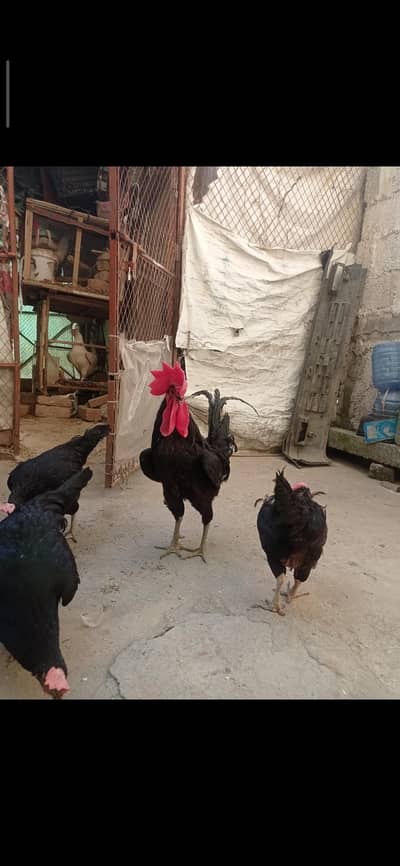 chickens  murghia Australorp available for sale