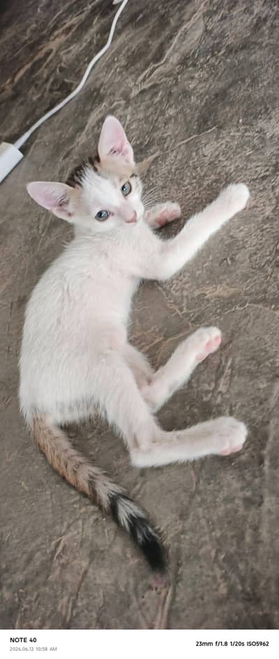 Cute & Healthy 1-Month-Old Kitten for Sale
