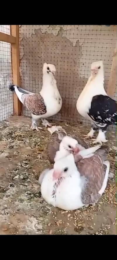 breeder pair with 2 chicks
