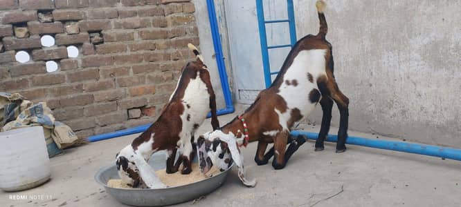 Nagra ambartasri beetal breed