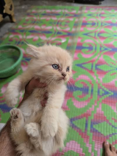 Cats baby