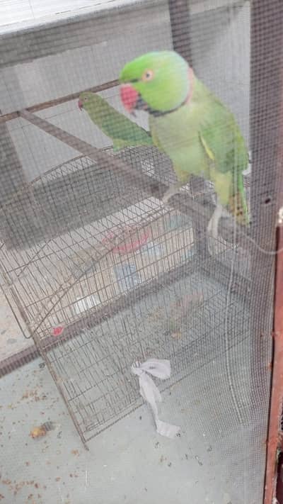 Parrots for Sale with Cage
