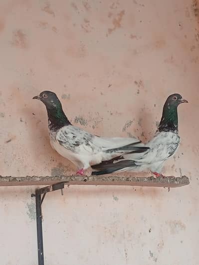 pigeon pair for sale.