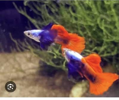 all imported mollies and guppies avalible in low prices