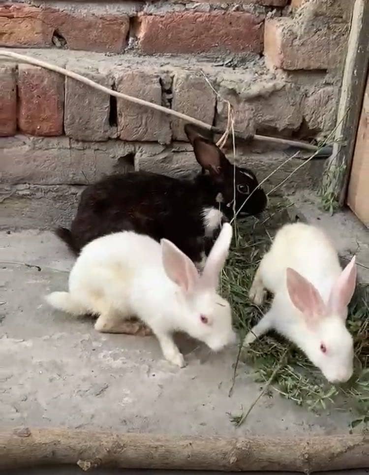 Rabbit 0