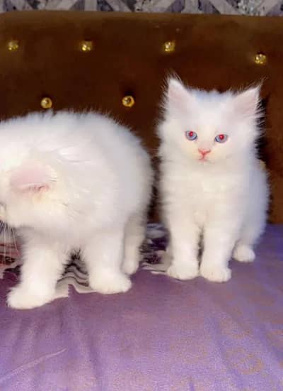(Persian female kitten) (for sale all) (Pakistan delivery available)