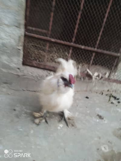 silkie hens for sell