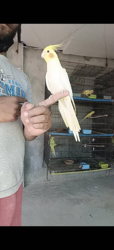 beautiful cocktail tame male