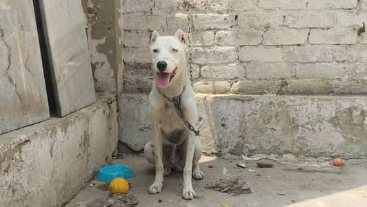 ODD EYE MALE PUP AVAILABLE FOR SALE