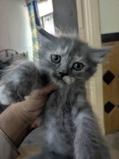 Triple Coat Persian Kittens
