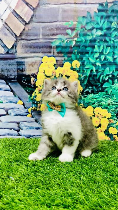 cash on deliveryPersian Punch face triple coat cat Kitten