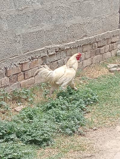 murgi or murgy for sell 4 murgi or 1 murga ha