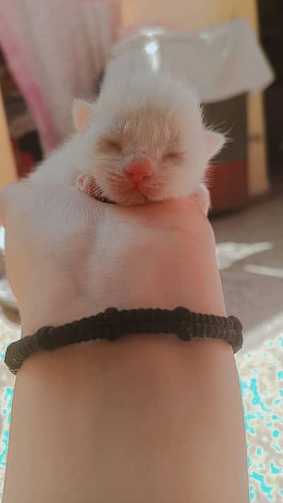 sale kitten
