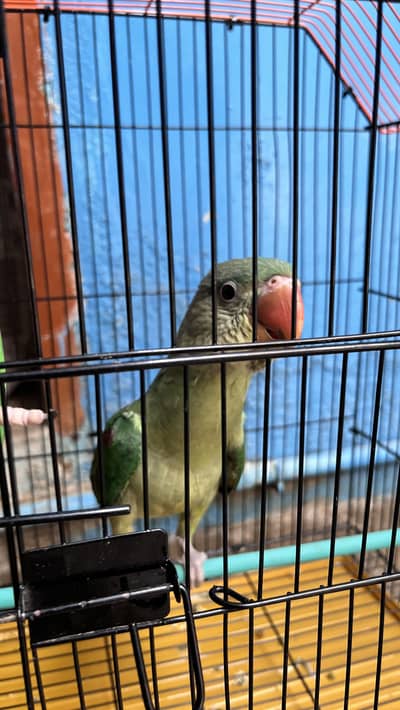 Raw parrot