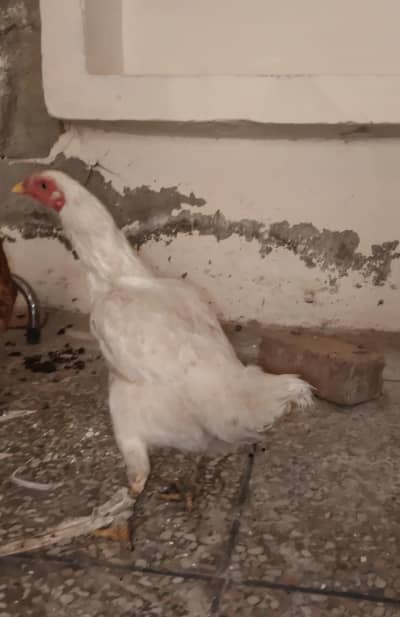 Aseel Murghiyan for sale اصیل مرغیاں ہیں دونوں