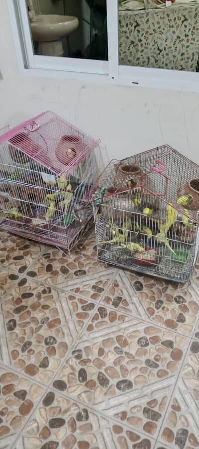 36 birds