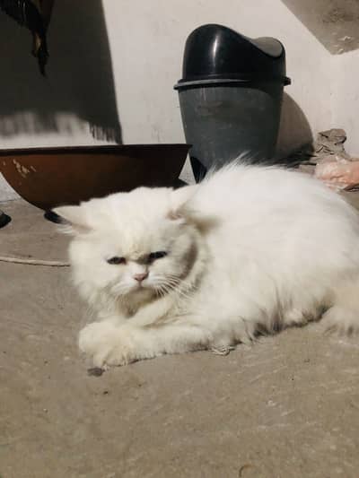 White persian cat phone 03299717614 urgent sale