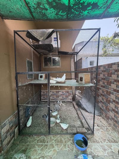 10x6 cage good