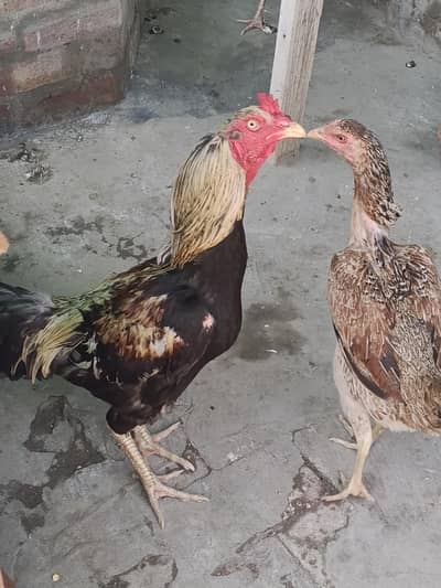 Aseel vs dassi