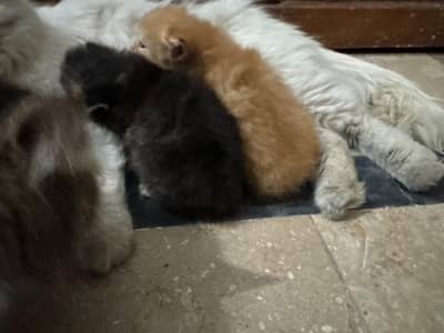 triple coated kittens