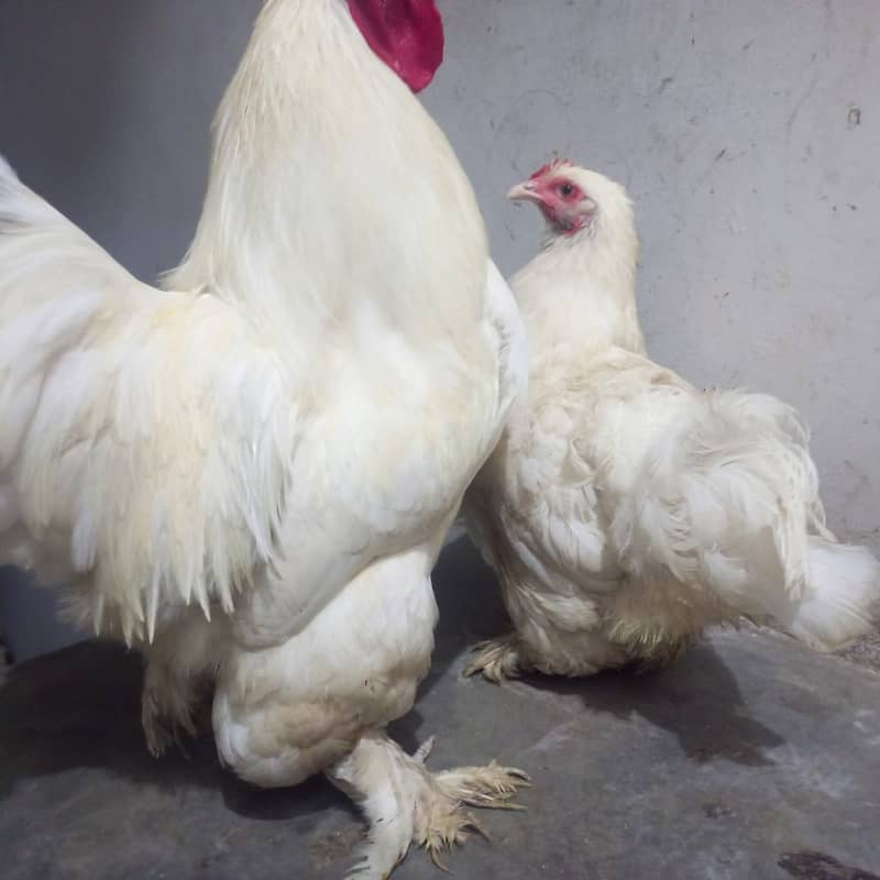 White Buff pair 1