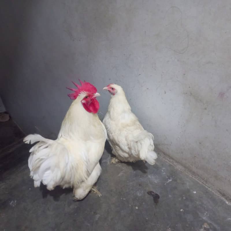White Buff pair 3