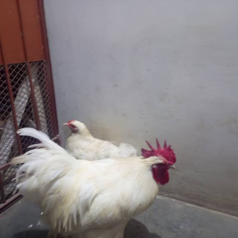 White Buff pair 5