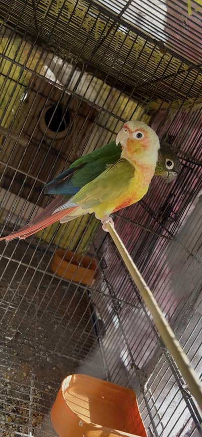 Conure Breeder Pair