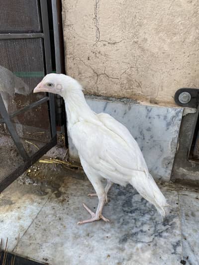 Aseel heera white