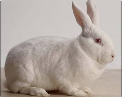 NW Zealand White rabbit 5kg wali top quality Benny 3k pr pes