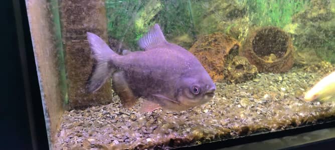pacu fish 3 piece