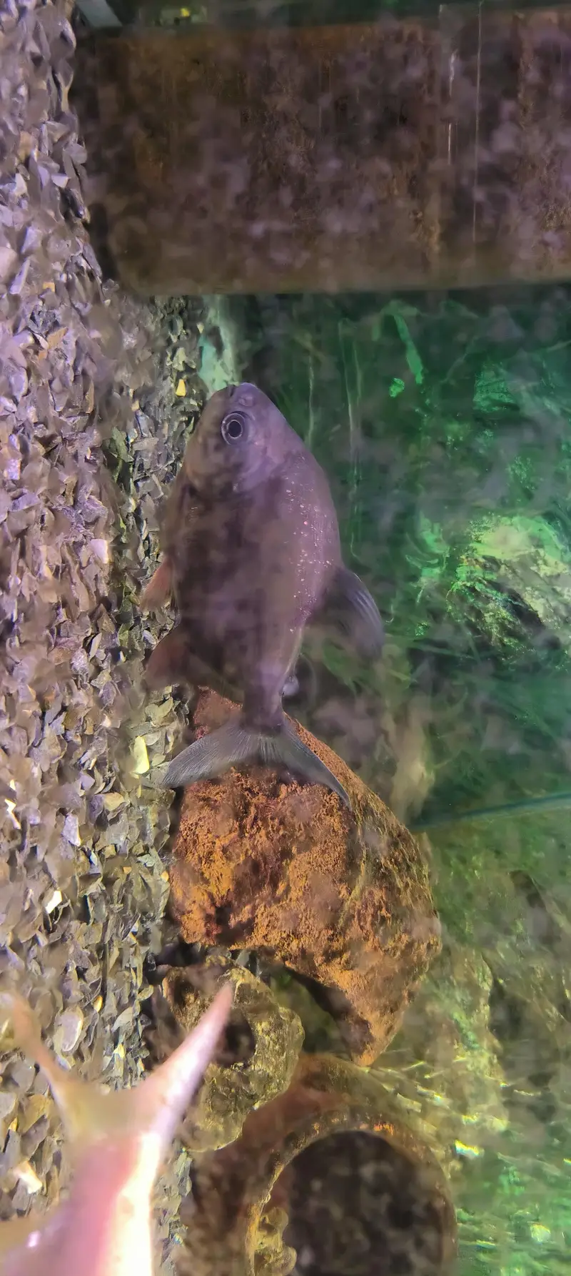 pacu fish 3 piece — photo 2