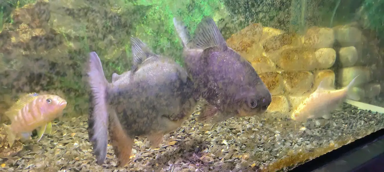 pacu fish 3 piece — photo 3